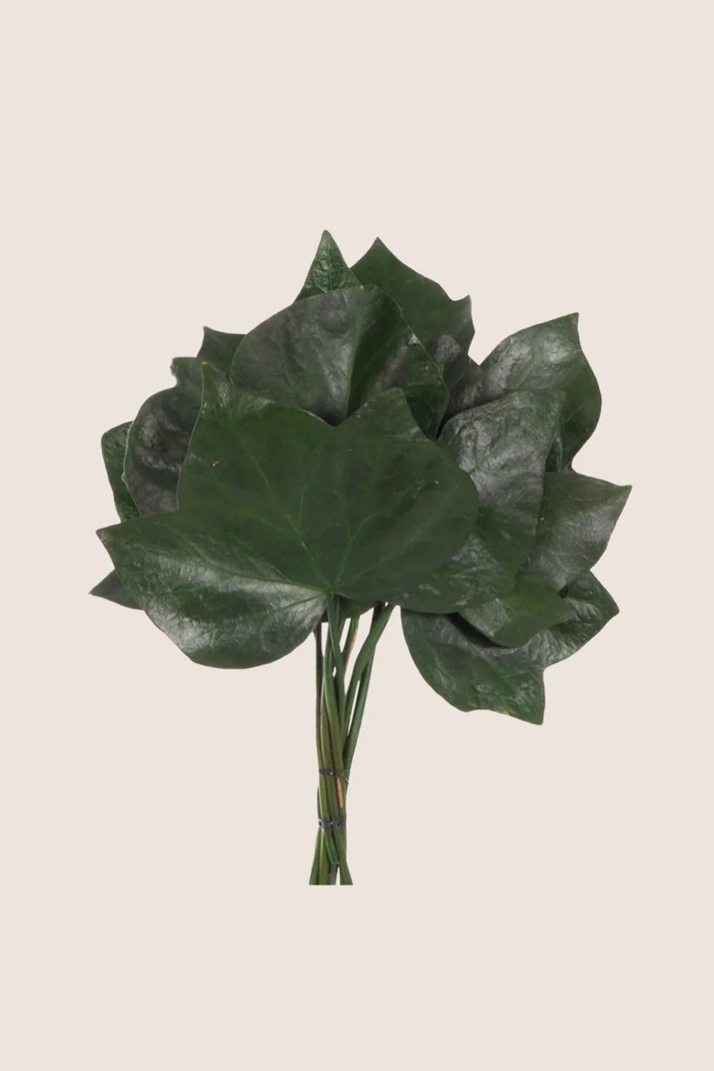 Ivy Hedera Helix