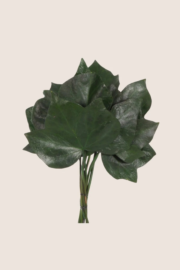 Efeu Hedera Helix