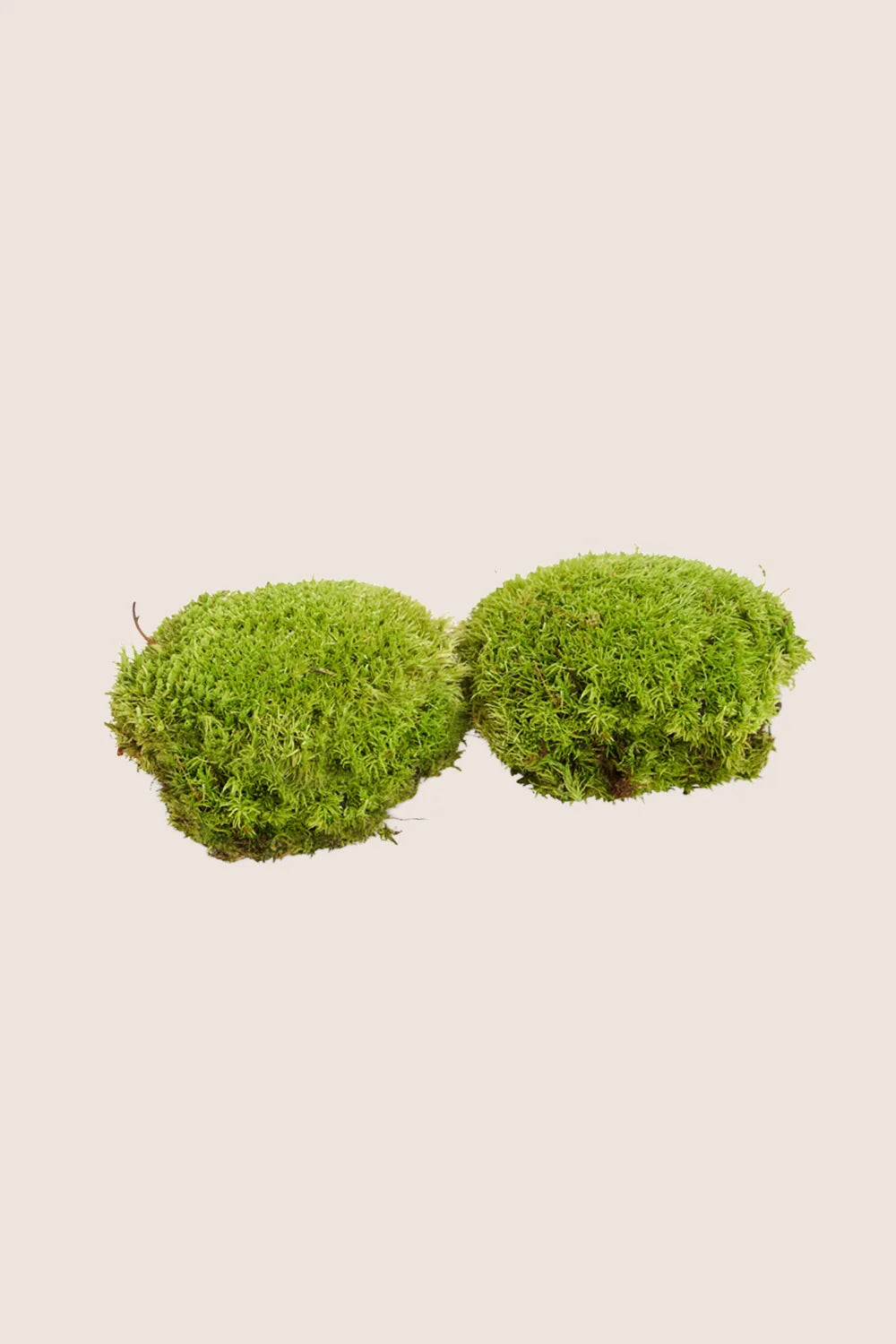 Polemoss - Bulk Box