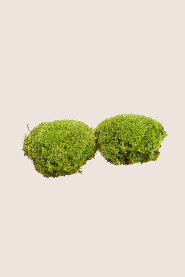Polemoss - Boîte Vrac
