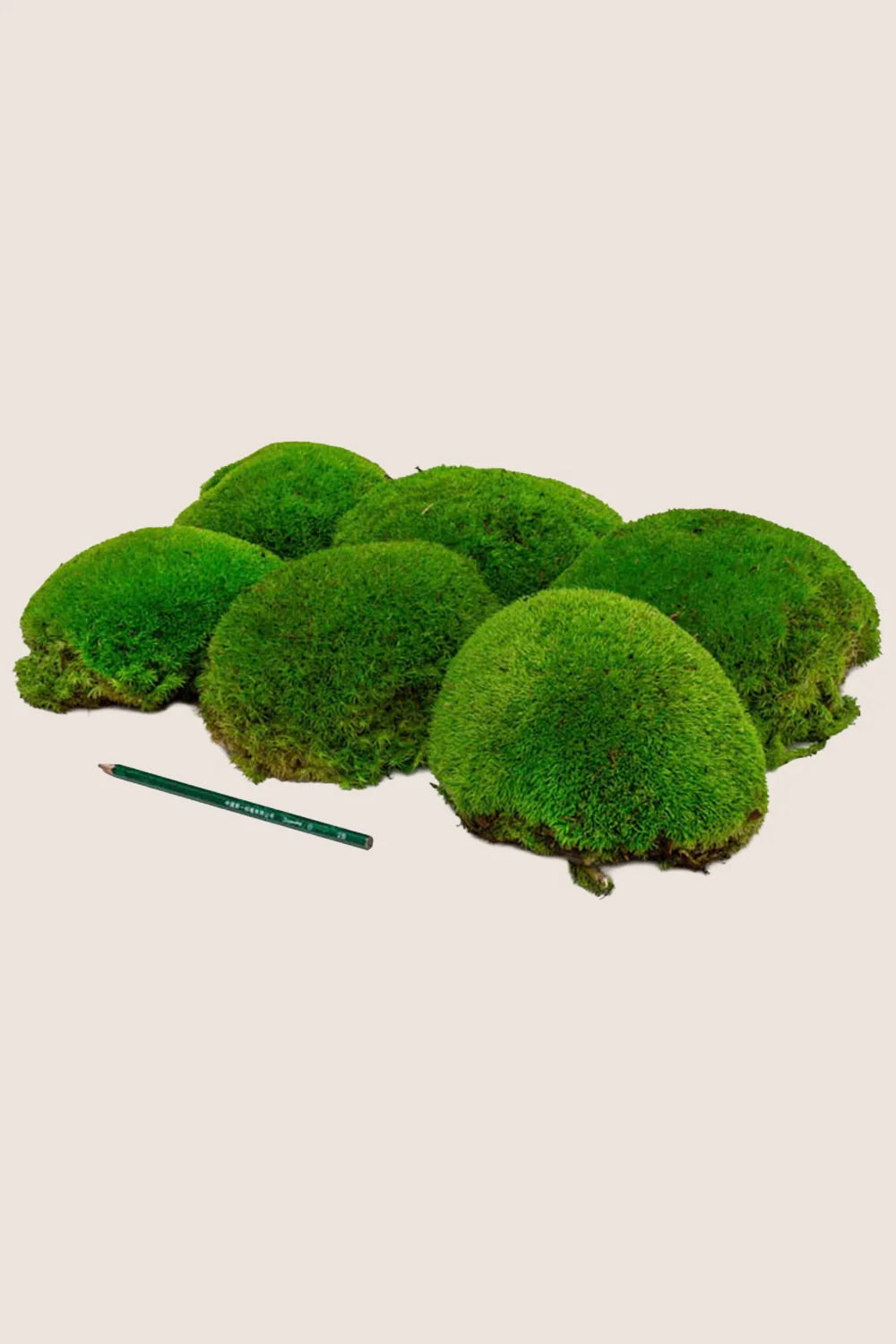 Polemoss XL - Boîte en vrac