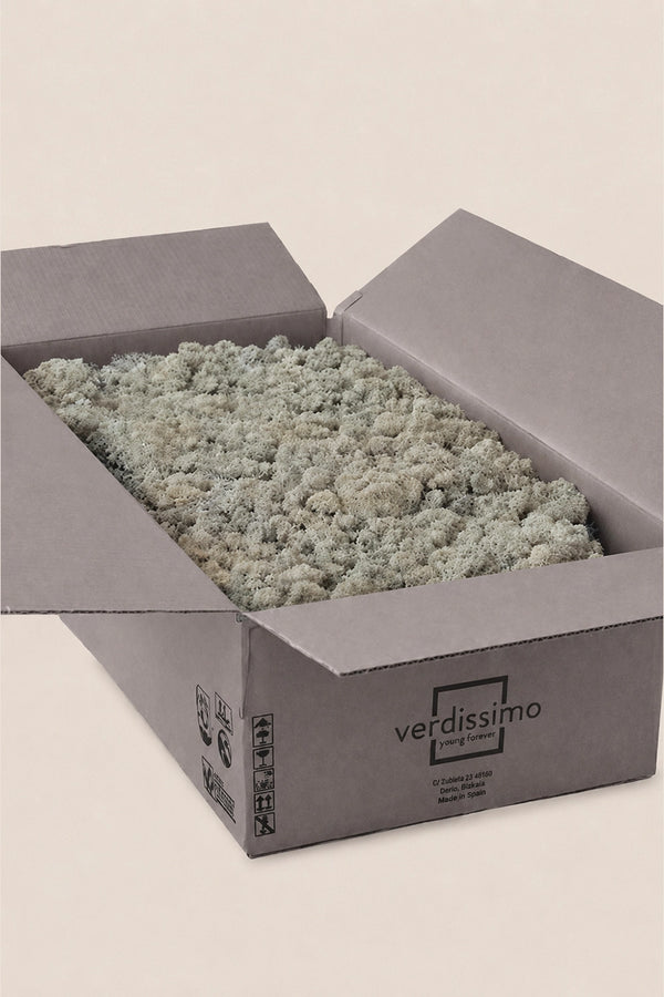 Lichen ~5 kg - Boîte en vrac