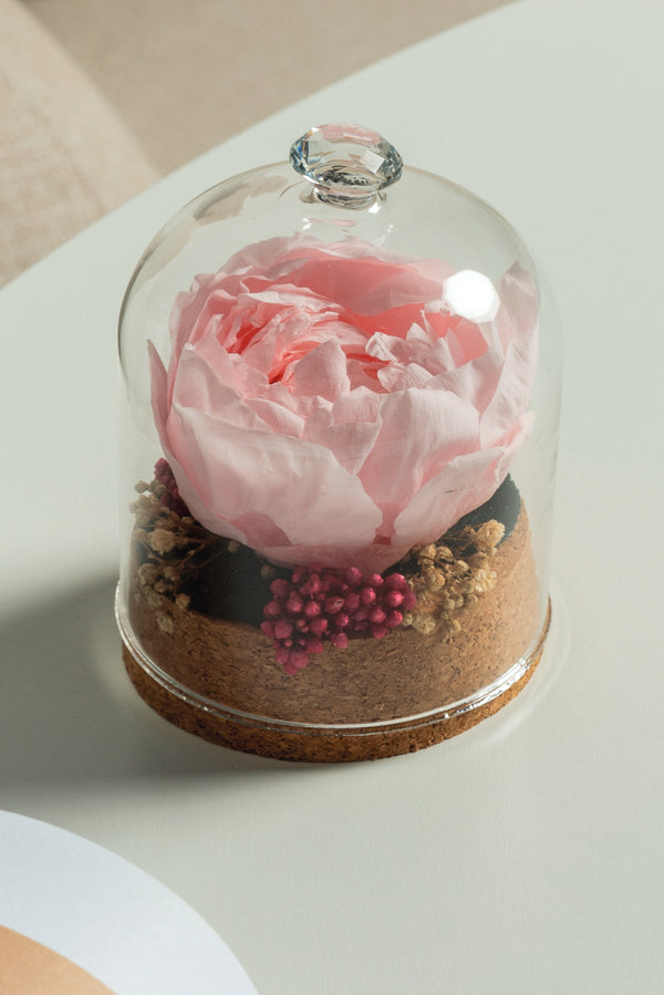 Dôme Pivoine
