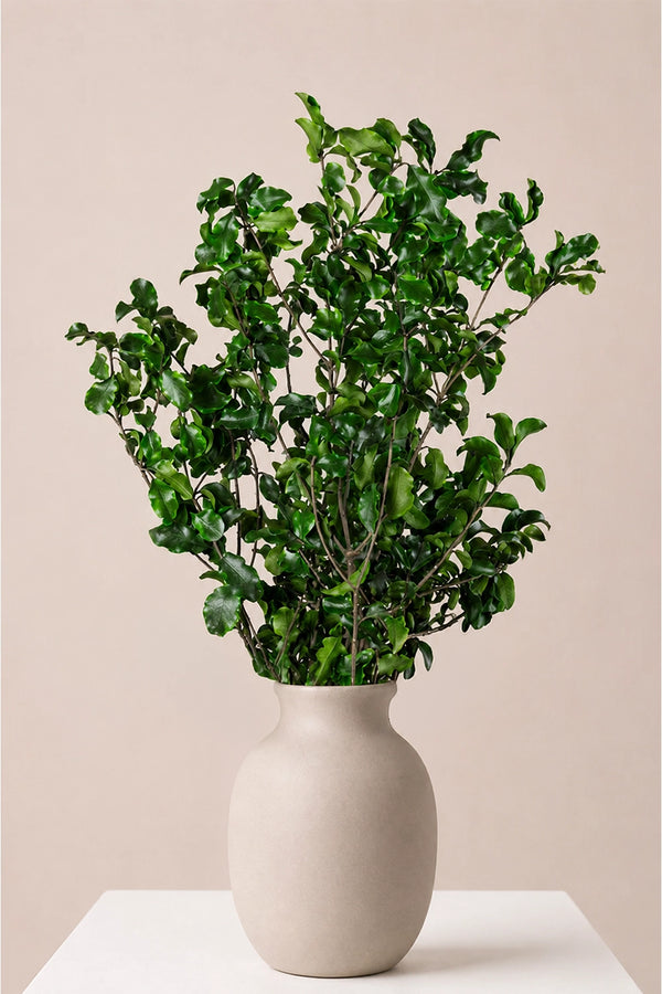 Pittosporum