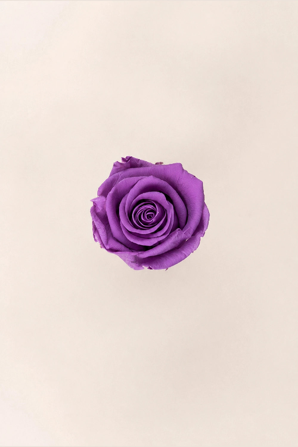 Rose Standard Bulk - Pack 195 u.