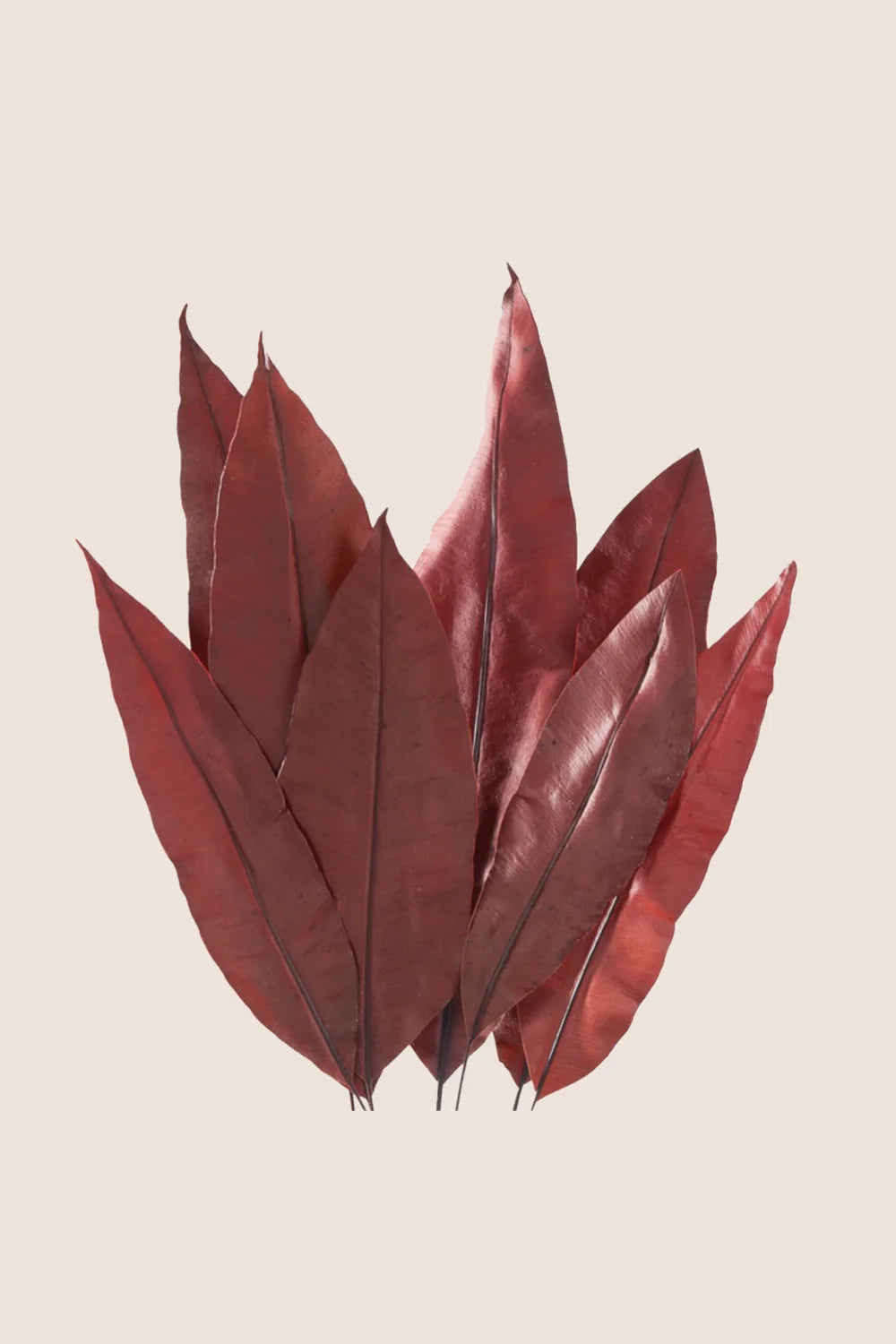 Tropical Leaf