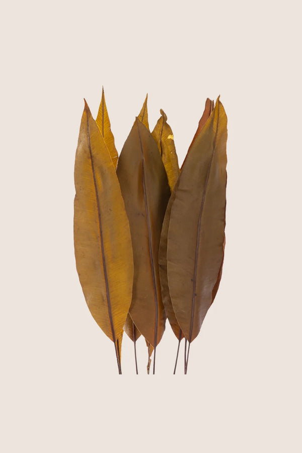 Feuille tropicale