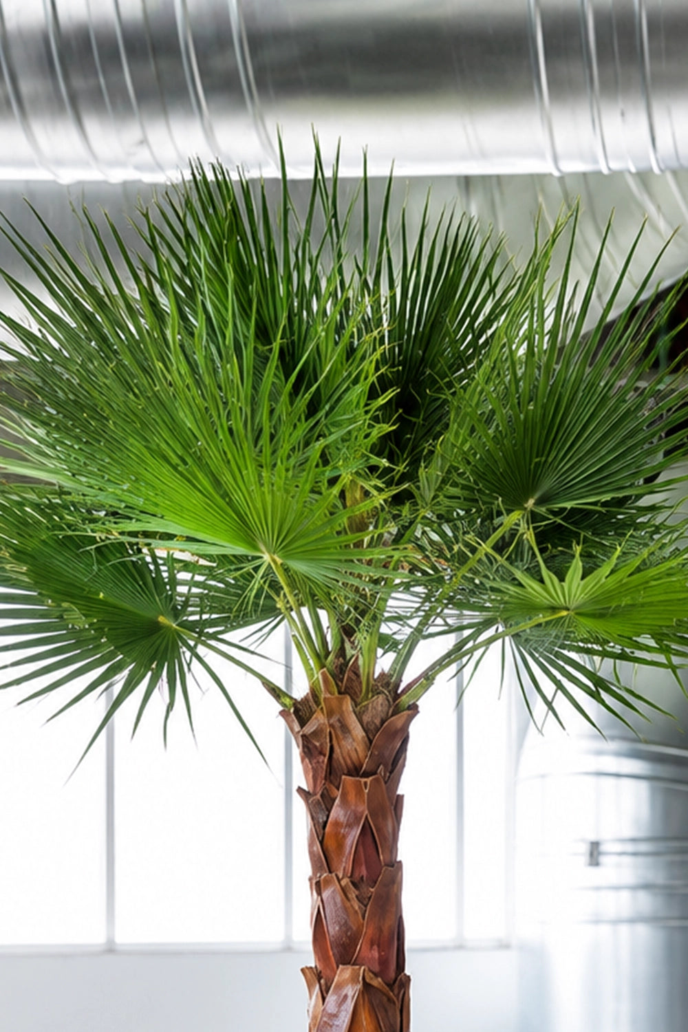 Washingtonia